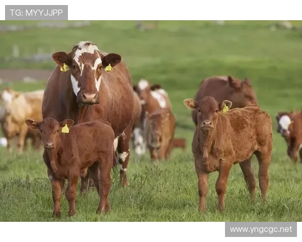 蒋圣龙家的狗都吃进口牛肉？